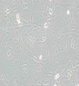 A549[A-549]人非小細(xì)胞肺癌細(xì)胞主圖