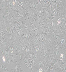 WB-F344大鼠肝上皮樣干細胞主圖