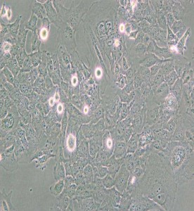 HMC3人小膠質(zhì)細(xì)胞主圖