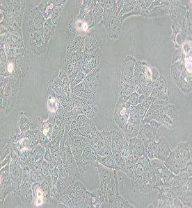 HT-1376人膀胱癌細(xì)胞主圖