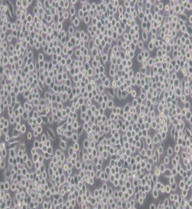 J774A.1小鼠單核巨噬細胞主圖