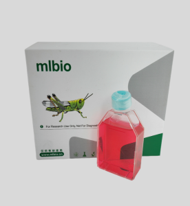 M059K人膠質瘤細胞主圖