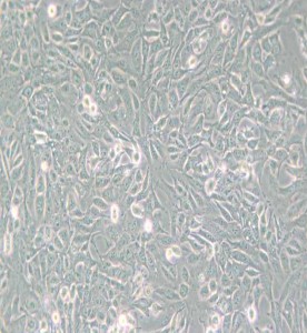 SV40 MES 13小鼠腎小球系膜細(xì)胞主圖