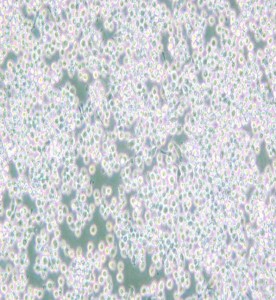 MH-S小鼠肺泡巨噬細胞主圖