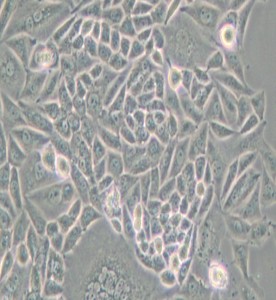 CTLA4/Ig-24中國倉鼠卵巢細胞主圖