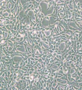 293[HEK-293]人胚腎細(xì)胞主圖