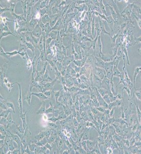 Mv.1.Lu(NBL-7)貂肺上皮細(xì)胞主圖