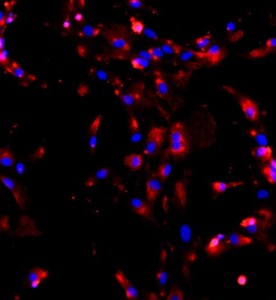 小鼠Ⅱ型肺泡上皮細(xì)胞 主圖
