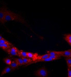 大鼠腎小球內皮細胞主圖