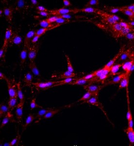大鼠主動(dòng)脈內(nèi)皮細(xì)胞主圖