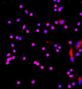 大鼠肝枯否細胞主圖