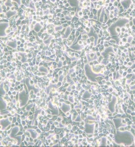293E人胚腎細胞(EBNA1基因修飾)主圖
