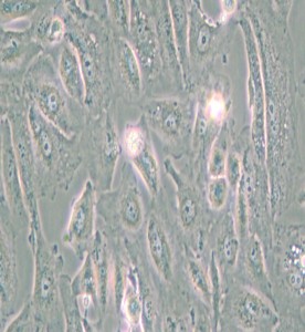 Caki-2人乳頭狀腎細胞癌細胞主圖