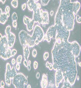 LS513人結直腸癌細胞主圖