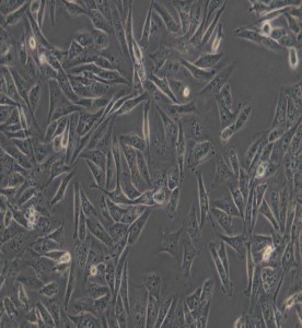 MDA-MB-231人乳腺癌細(xì)胞(DMEM)主圖