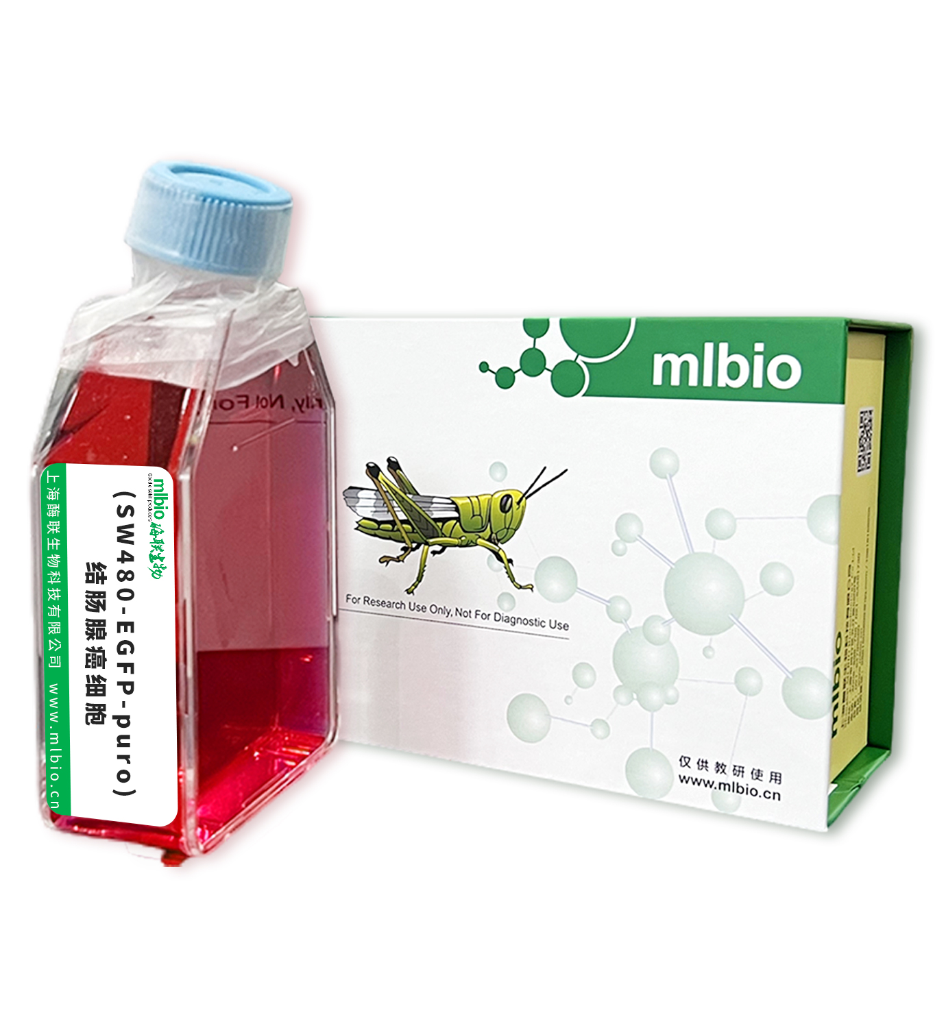 (SW480-EGFP-puro)結(jié)腸腺癌細(xì)胞主圖