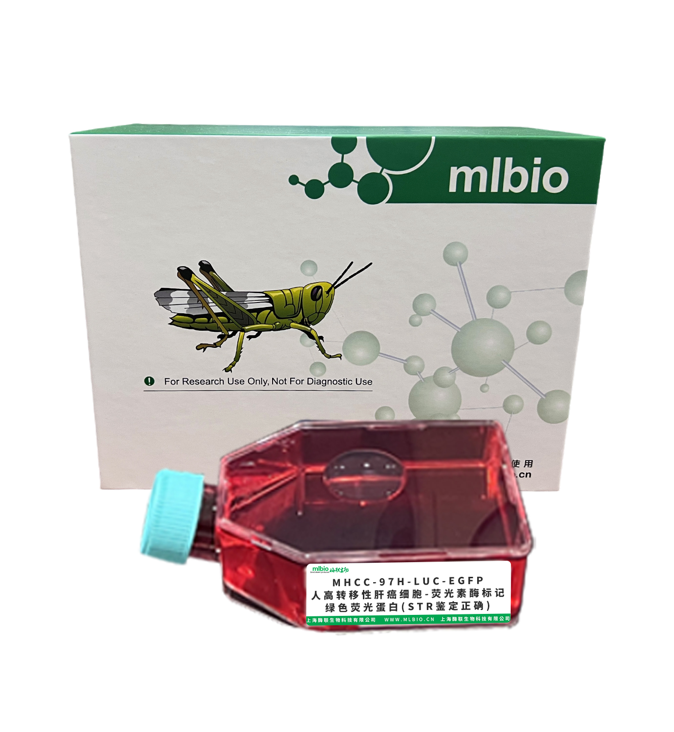 MHCC-97H-LUC-EGFP/人高轉移性肝癌細胞-熒光素酶標記-綠色熒光蛋白(STR鑒定正確)主圖