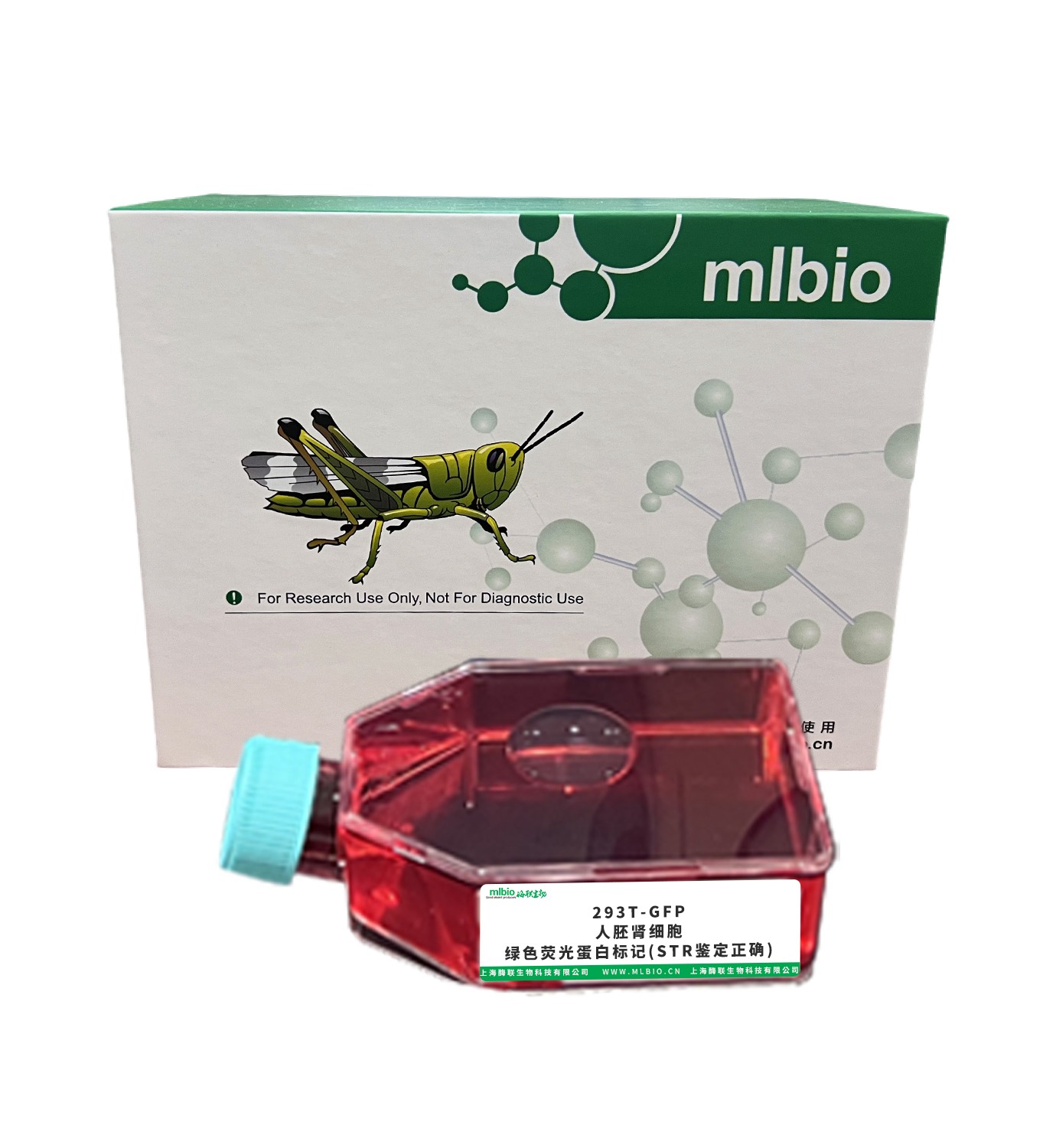 293T-GFP/人胚腎細胞-綠色熒光蛋白標記(STR鑒定正確)主圖