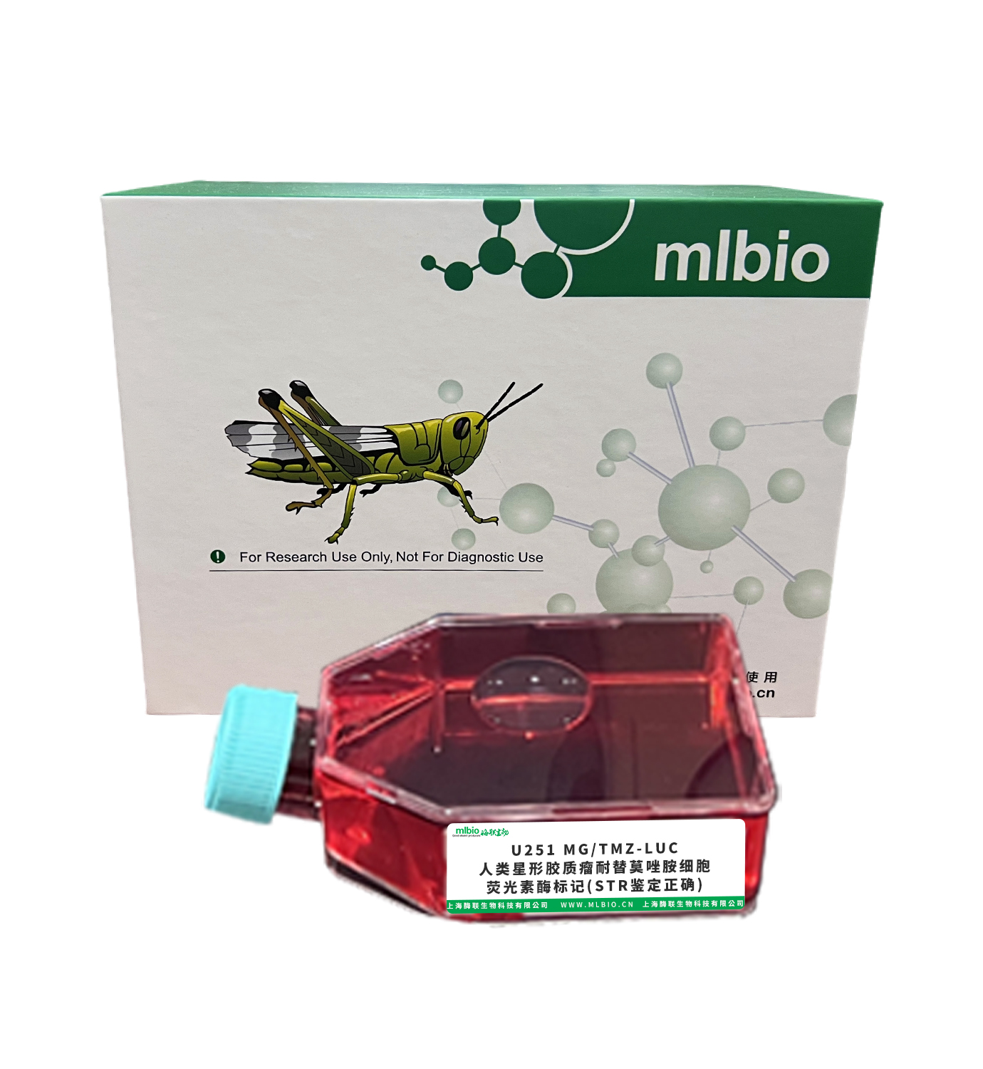 U251 MG/TMZ-LUC/人類星形膠質瘤耐替莫唑胺細胞-熒光素酶標記(STR鑒定正確)主圖