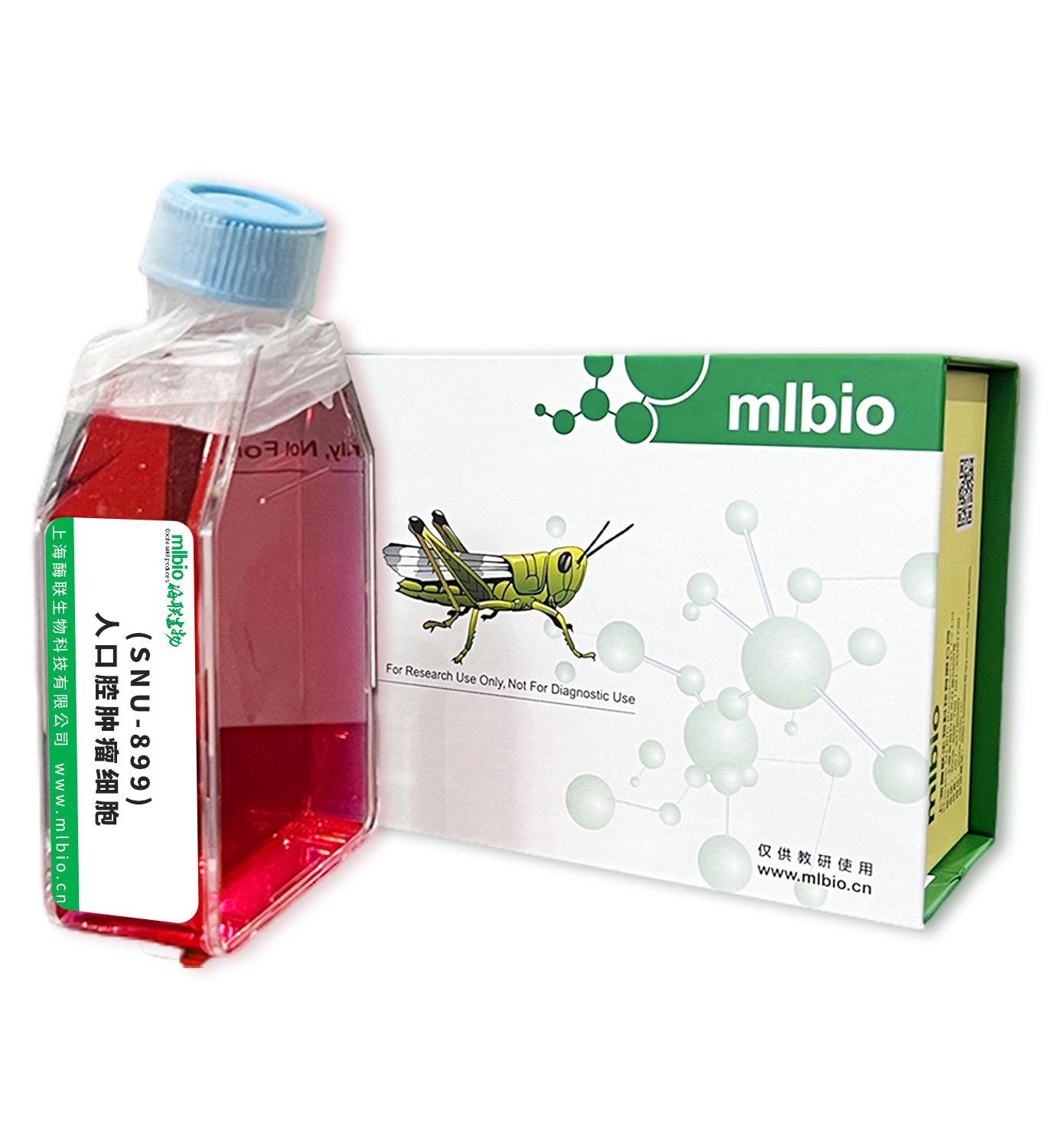 (SNU-899)人口腔腫瘤細胞主圖