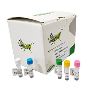 玉米細(xì)菌性枯萎病菌探針法qPCR試劑盒(不含內(nèi)參)主圖