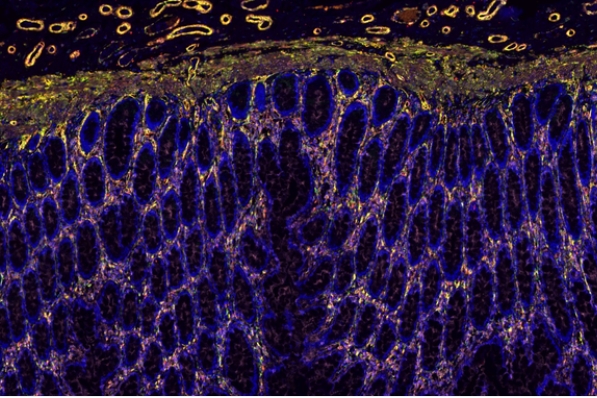 切片全景掃描（熒光三標四色）主圖