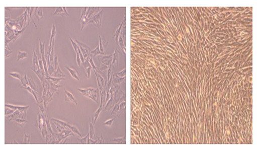 干細胞培養結果示意圖